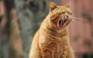 why does my cat yowl