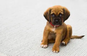 1000 boy dog names