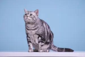 how often to bathe a cat