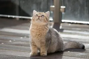 good orange cat names