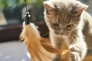 cat toys for bored cats