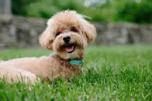 hypoallergenic dog breeds