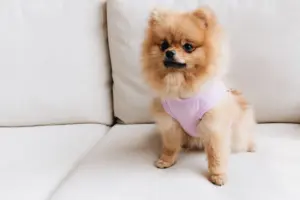top 10 small dog breeds