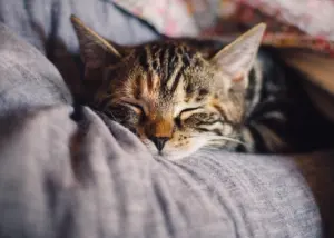 how long does an indoor cat live