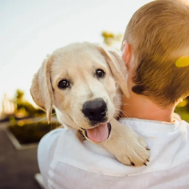 Dog Dental Care: The Essential 2026 Guide To Healthy Teeth, Fresh Breath, And Longer Life
