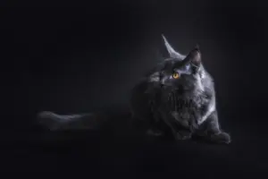 long haired black cat breeds