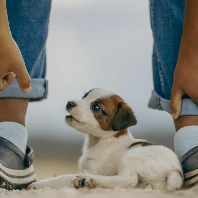 How To Clean Dog Ears Safely: A Simple 2026 Guide To Prevent Infections