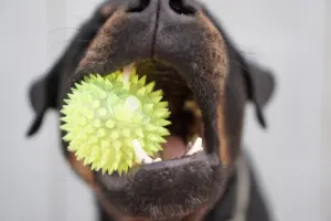 best dog chew toys for aggressive chewers