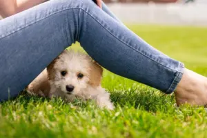 potty training puppy tips