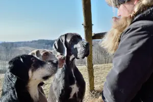 largest dog breeds in the world
