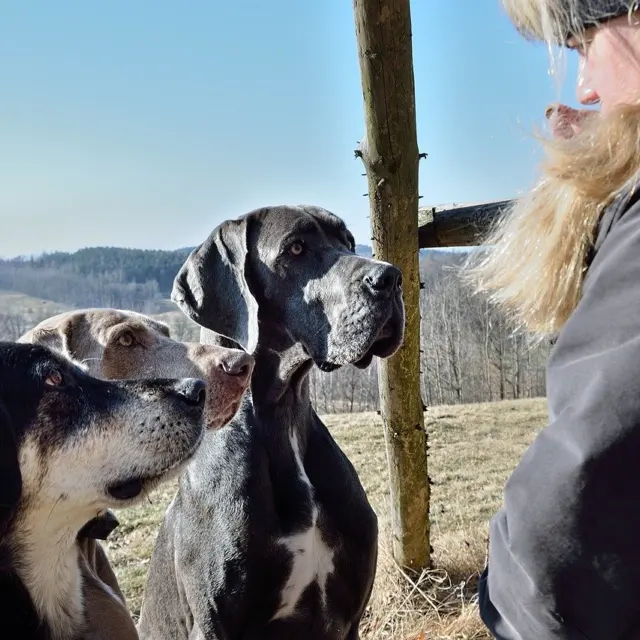 Giant Companions: The 12 Largest Dog Breeds You Need To Know In 2026